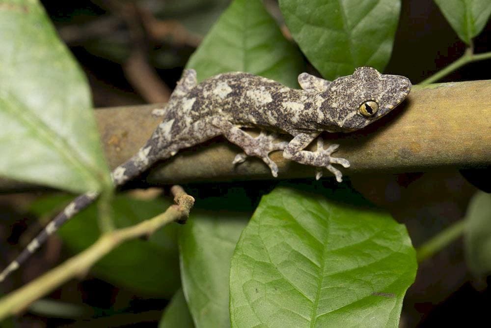 Vườn Quốc gia Cúc Phương có sự đa dạng về các loài bò sát, lưỡng cư.